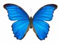 Morpho butterfly (Morpho didius). a blue butterfly from South America on white background.