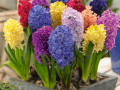 Hiacynty-pachnace-MIX-kolorow-21szt-cebul-HIACYNT