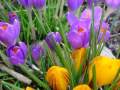krokus-crocus_51