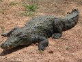 1200px-Bazoule_sacred_crocodiles_MS_6709cropped