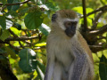 monkey-3816926_1280
